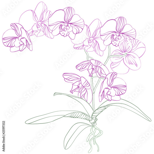 Phalaenopsis orchid background