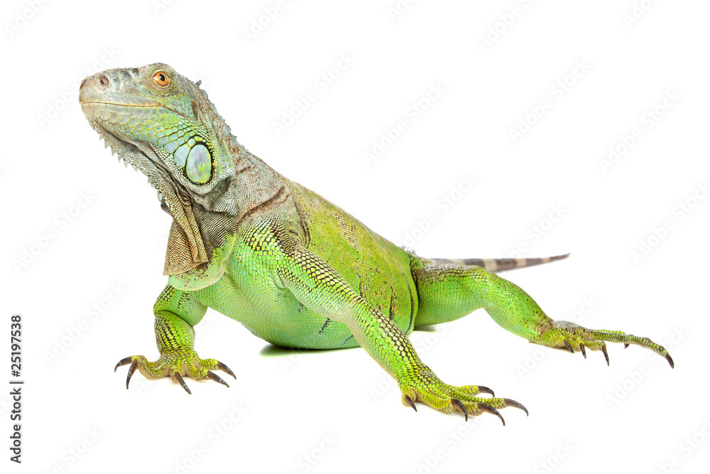 Fototapeta premium Green Iguana or Common Iguana (Iguana iguana)