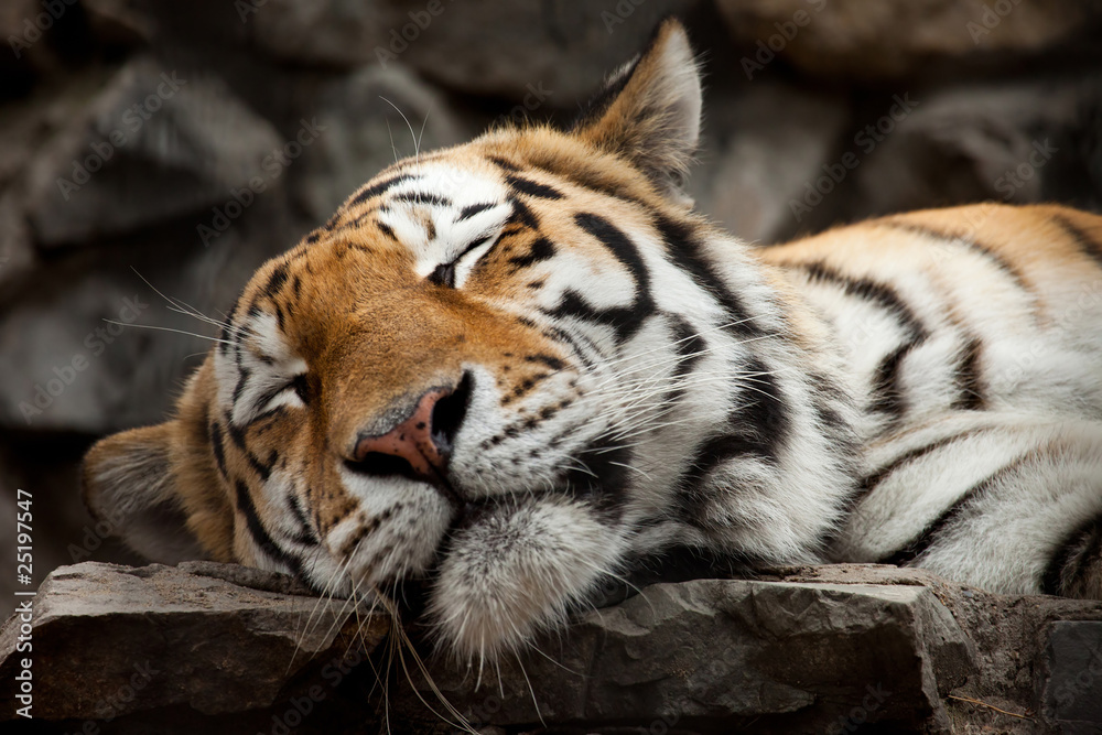 Naklejka premium sleeping tiger