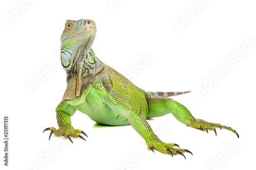 green iguana  common iguana  isolated on a white background