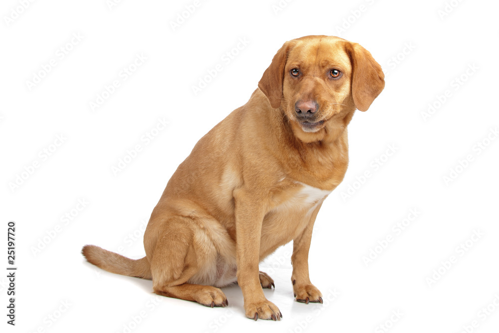 labrador retriever dog isolated on a white background
