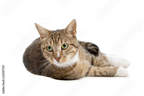 european short haired cat isolated on a white background