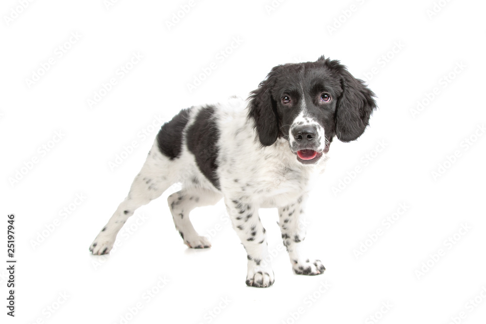 Frisian Staby puppy isolated on a white background