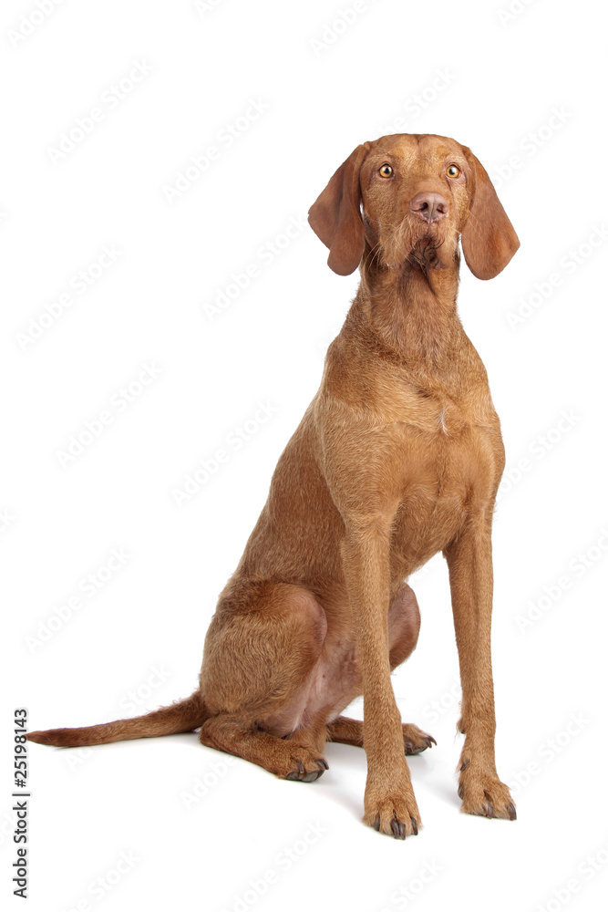 wired vizsla