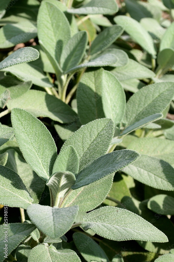 Obraz premium Salvia 221952