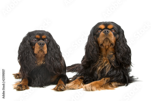 Wall Mural two Cavalier King Charles Spaniel dogs isolated on white
