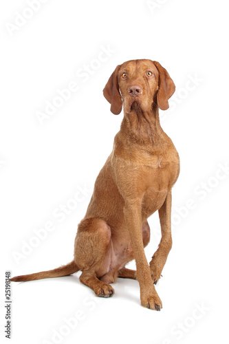hungarian wire haired vizsla isolated on a white background photo