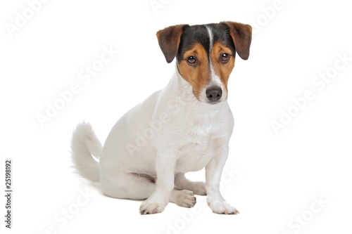 jack russel terrier puppy isolated on a white background © Erik Lam