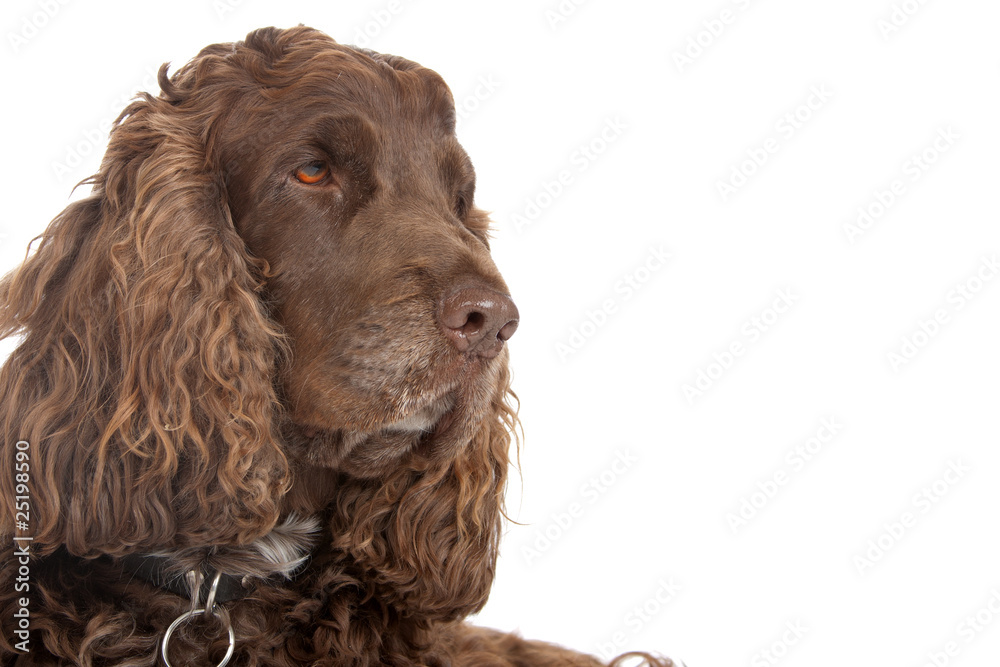 head of chocolate brown cocker spaniel dog isolated on white head of chocolate brown cocker spaniel dog isolated on white