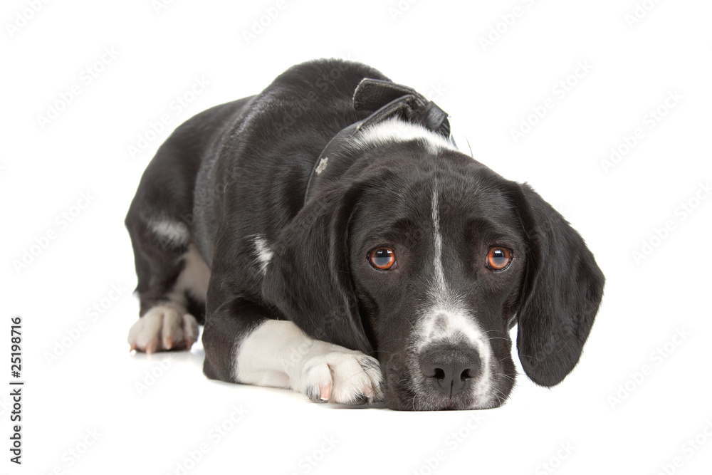 mixed breed (beagle, cocker spaniel) isolated on white