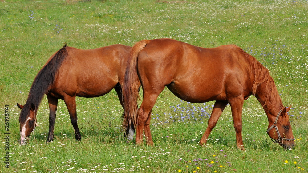 purebred horses purebred horses