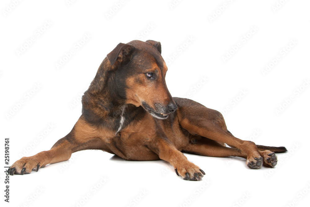 bastard (mixed breed) dog isolated on a white background