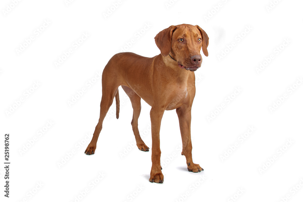 Rhodesian Ridgeback dog isolated on a white background Rhodesian Ridgeback dog isolated on a white background