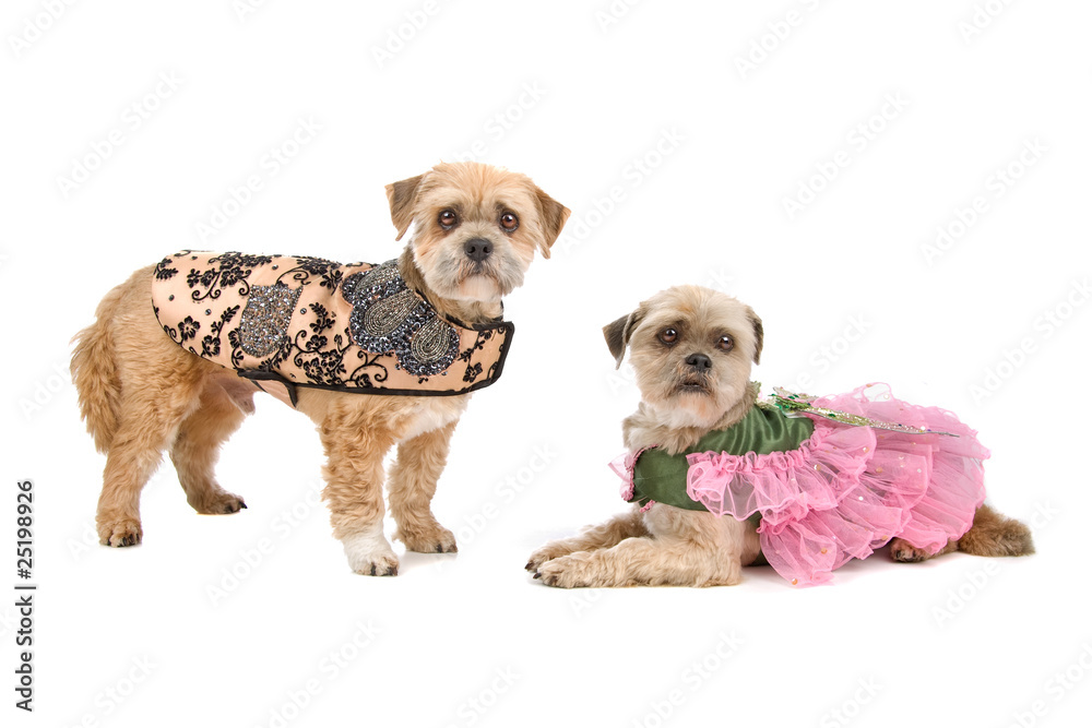 Obraz premium Two Lhasa Apso dogs isolated on a white background