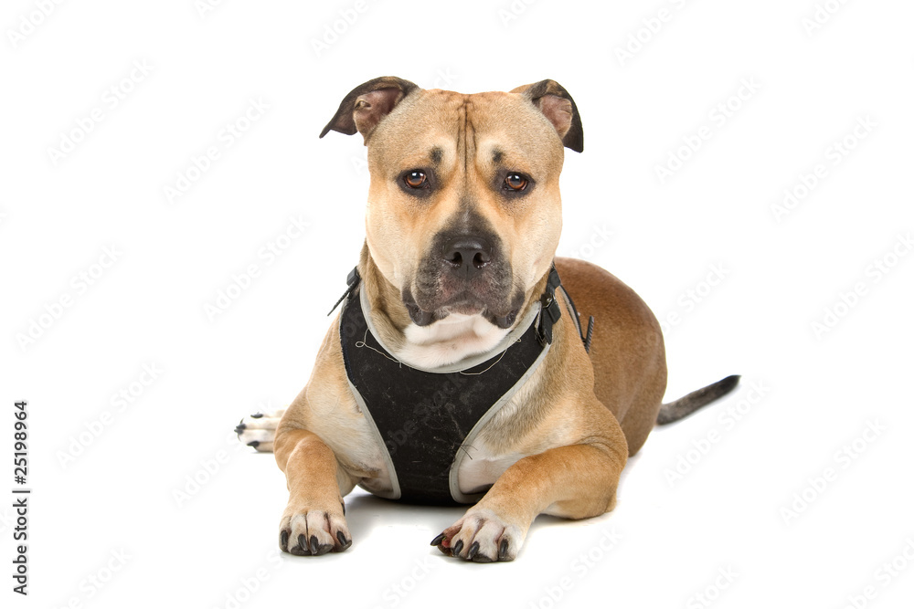 american stafford dog isolated on a white background
