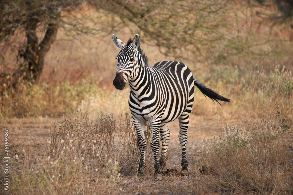 Obraz premium Steppenzebra