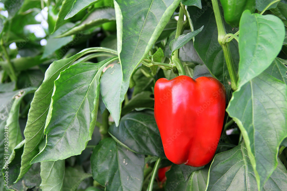 Pied de Poivron Stock Photo Adobe Stock