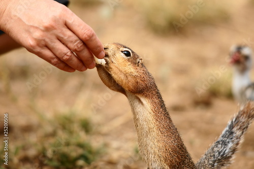 Fütterung von Erdhörnchen photo