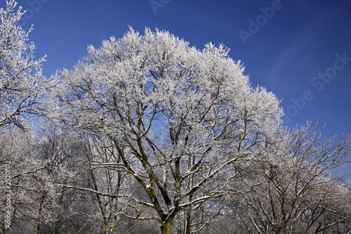 Bäume mit Rauhreif im Winter, Niedersachsen, Germany