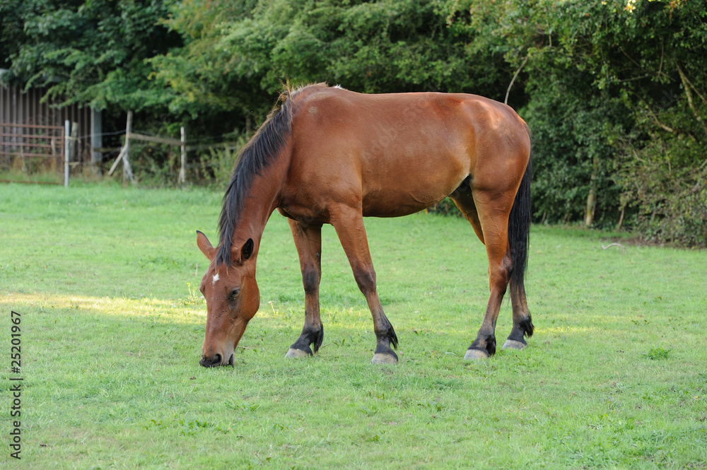 horse grazing