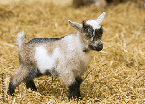 A baby goat standing on staw bedding in an indoor animal pen