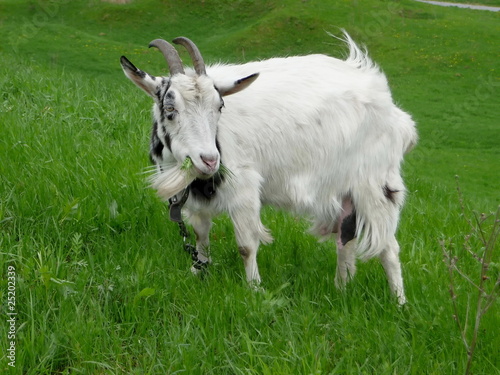 White goat on grass