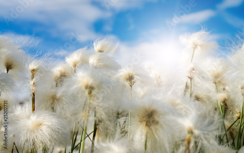 Several whites fluffes © Igor Chaikovskiy