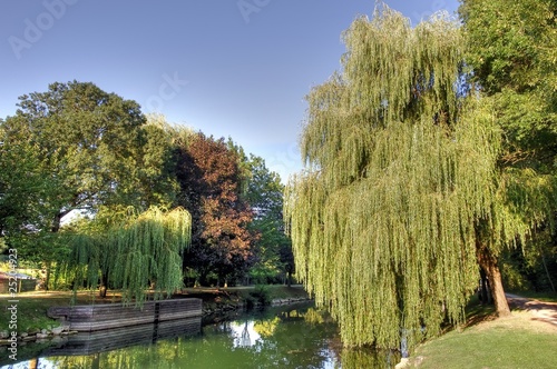 HDR de saule pleureur