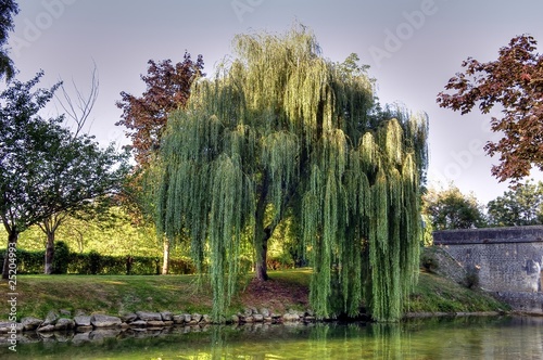 HDR de saule pleureur