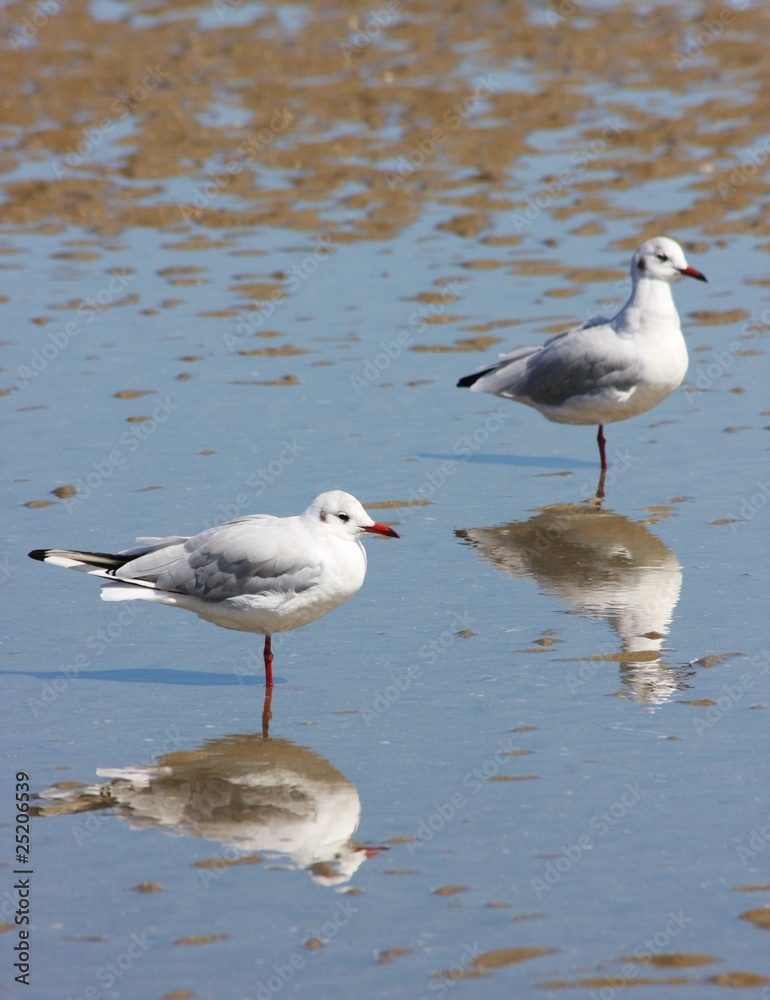 Mouettes et reflets sur la plage Mouettes et reflets sur la plage