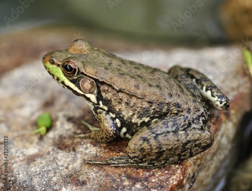 Common water frog on a stone