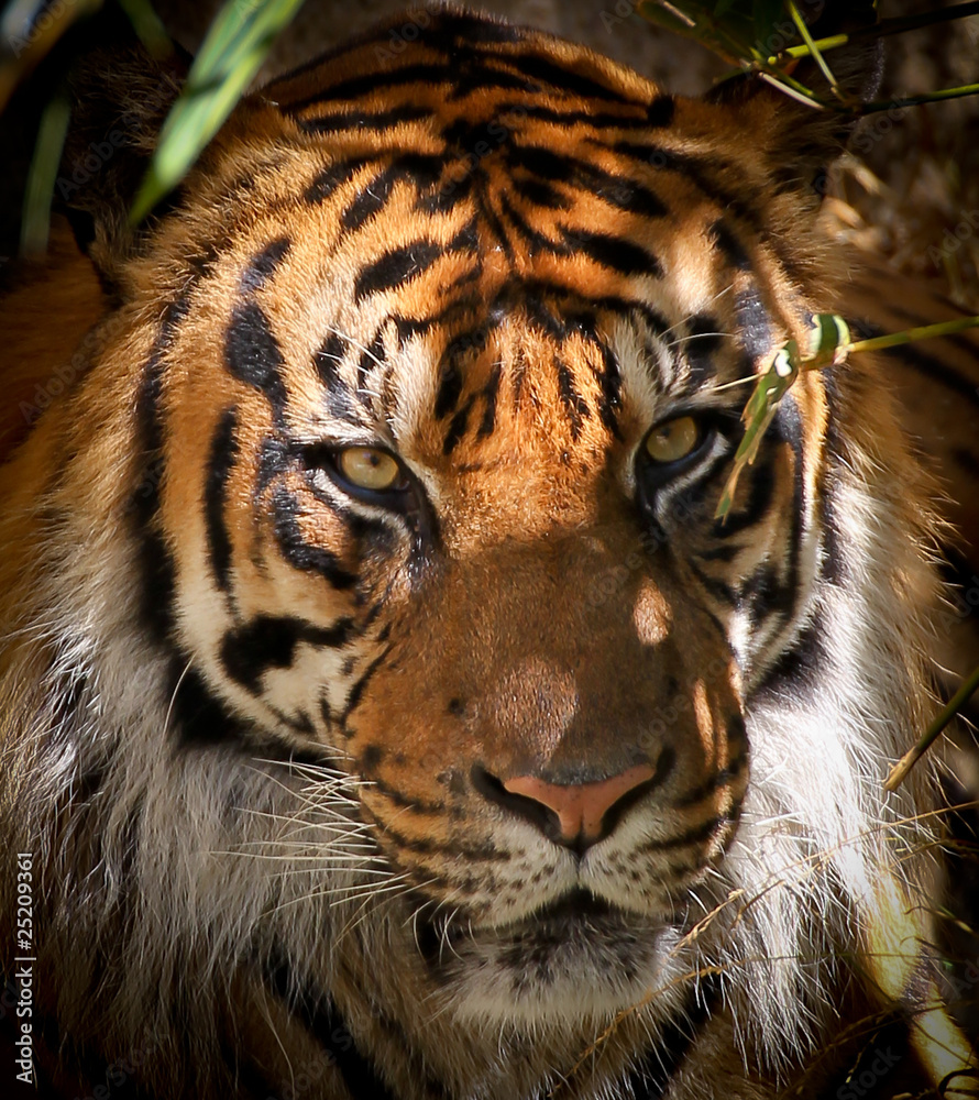 Obraz premium Tiger Portrait