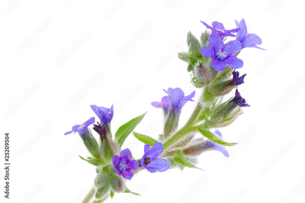 Common bugloss flowers Common bugloss flowers