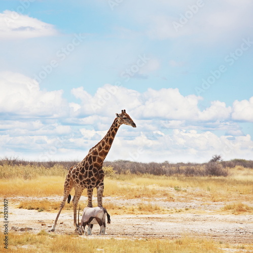 Giraffe