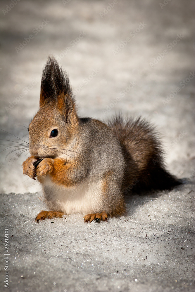 Fototapeta premium Sciurus vulgaris, Red squirrel (Eurasian)