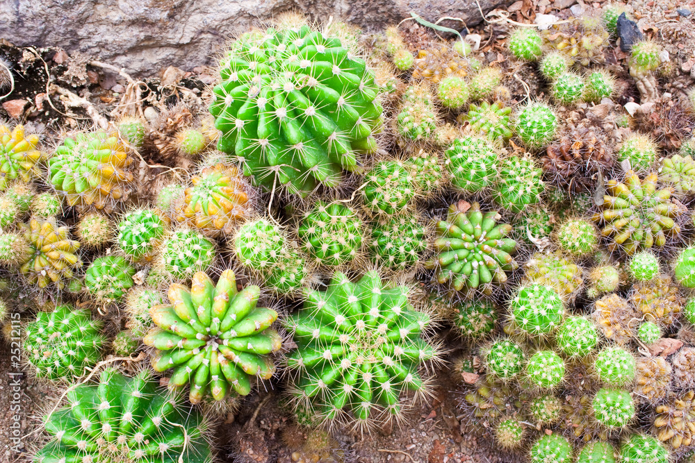 cactus cactus