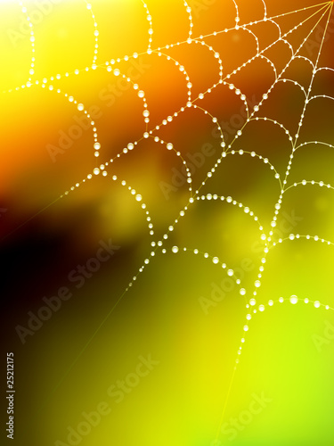 vector spider web illustration