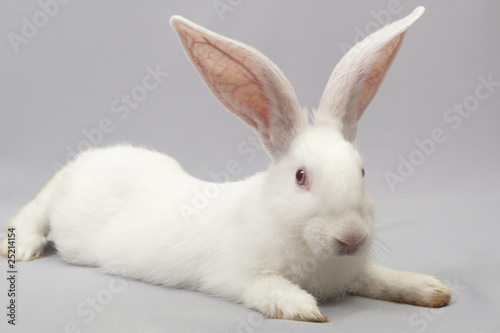 Rabbit white lies a gray background