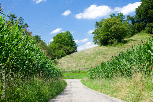 landscape with corn field  grass  trees and blue sky