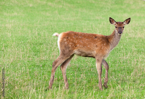 young deer on green grass