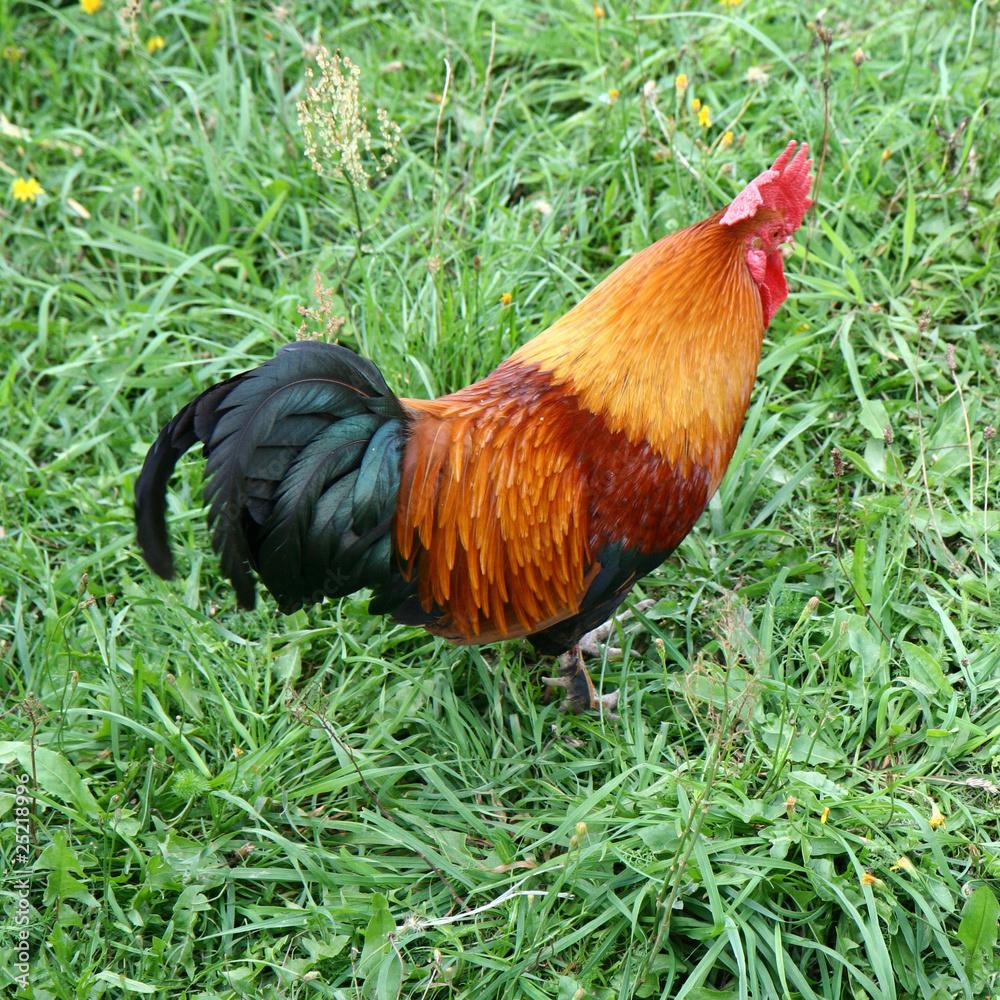 Fototapeta premium Cock