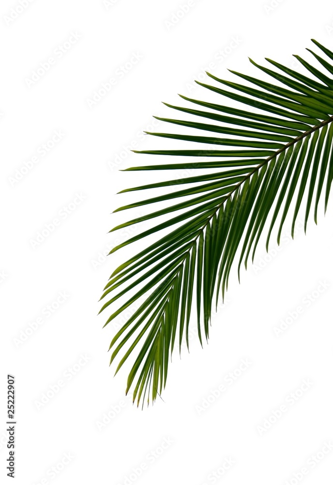 palmenblatt