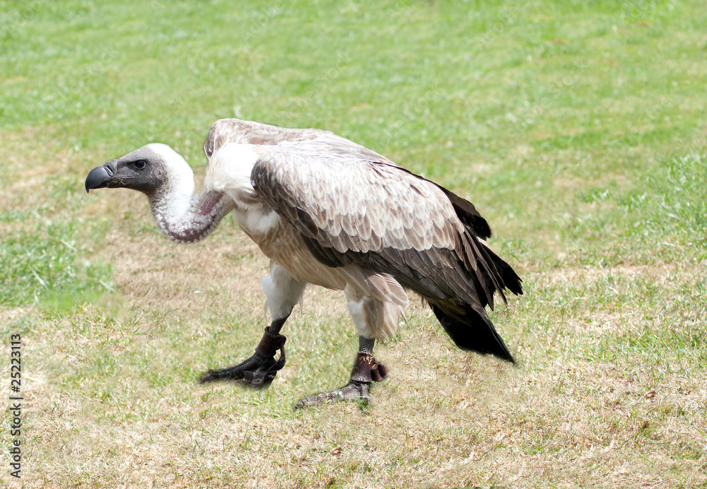 Fototapeta premium African White backed vulture