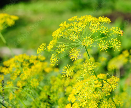 Valokuva Dill umbel