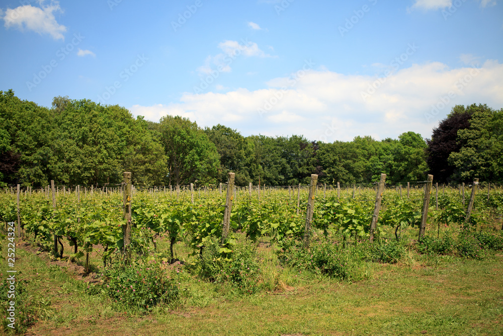 Dutch vineyard