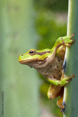 Green Tree Frog (Hyla arborea)
