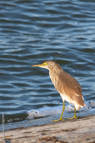 Squacco or Silky Heron looking for food (Ardeola ralloides)