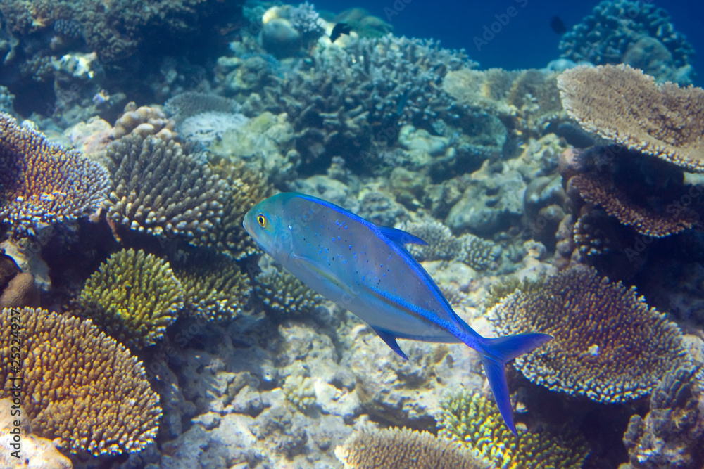 Fototapeta premium Fishes in corals. Maldives