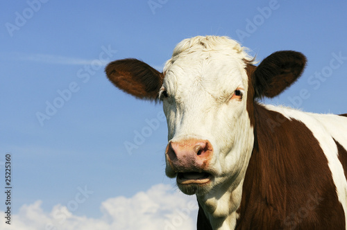 vache curieuse © beatrice prève