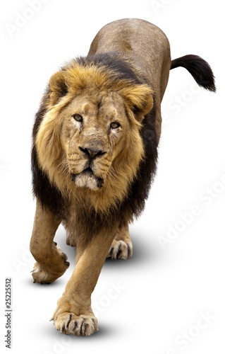 Fototapeta Naklejka Na Ścianę i Meble -  Asian lion, Pantera leo persica